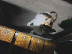 -1218 GRILL 主厨