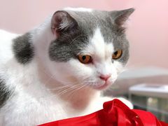 -Heymao猫咖.咖啡厅(东门店)