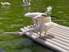 -贵州森林野生动物园