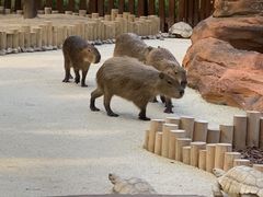 -大连森林动物园