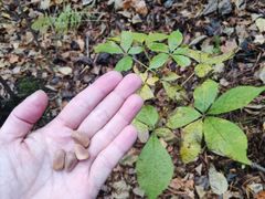 -五营红松林海景区