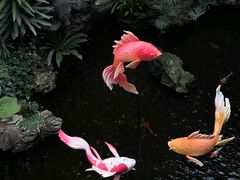 -白天鹅宾馆-玉堂春暖餐厅