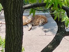 -大连森林动物园