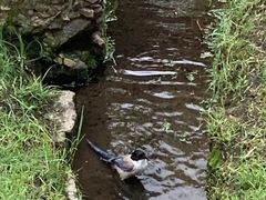 -九龙寨城公园