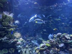 -欢乐海岸海洋奇梦馆