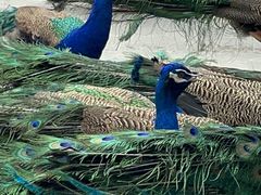 -西双版纳原始森林公园