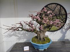 -香雪海