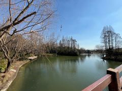 -上海滨江森林公园