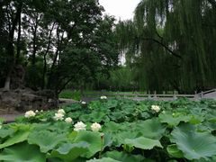 -莲湖公园