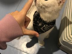 -猫色咖啡·猫咖