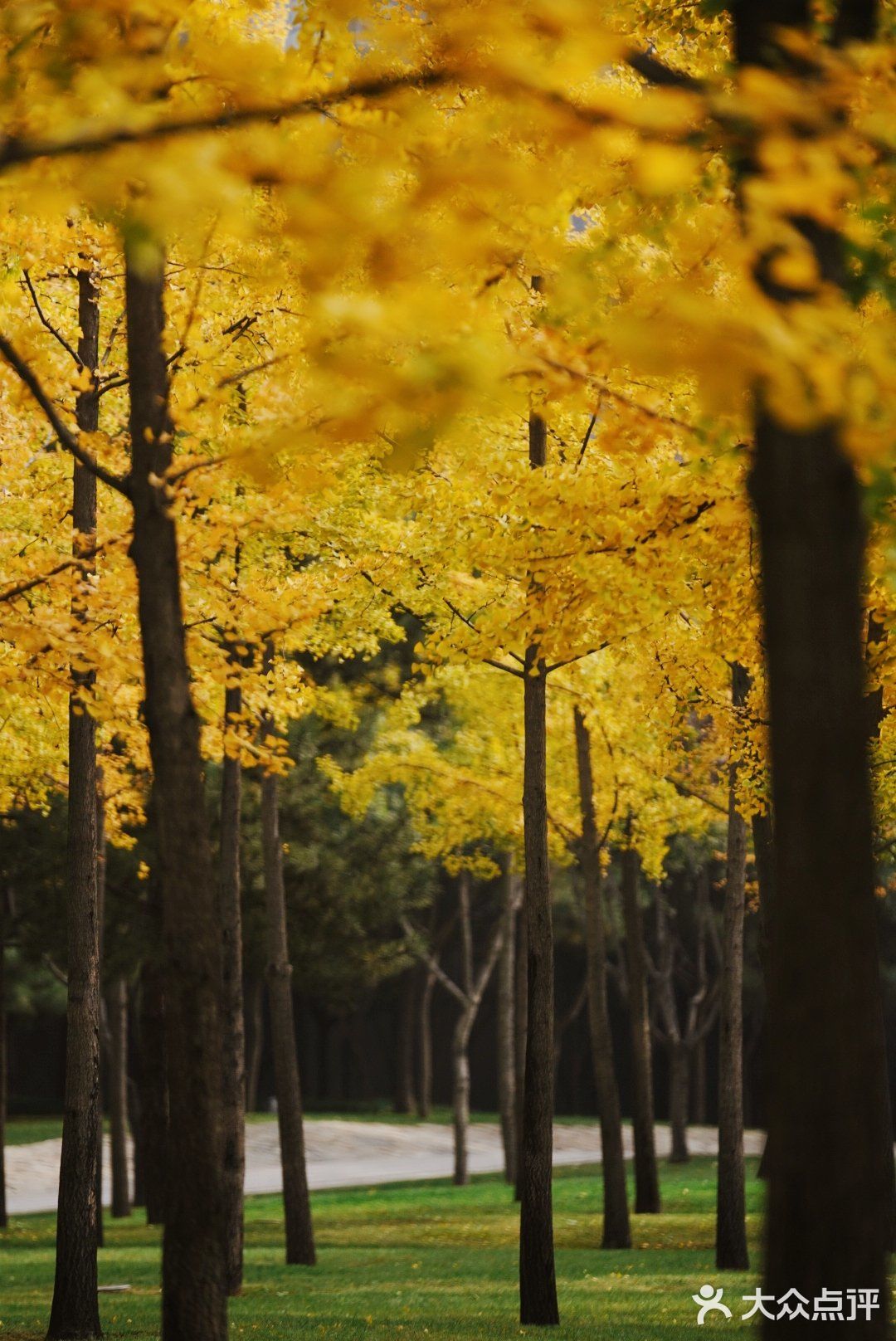金秋赏银杏推荐