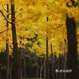 金秋赏银杏推荐