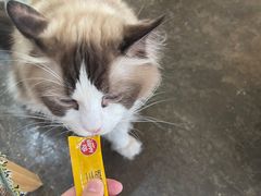 -喵屿·大理花园猫咖