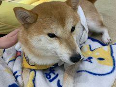-逗柴咖啡屋·狗咖猫咖宠物桌游