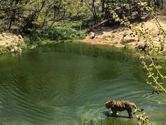 -西霞口神雕山野生动物世界