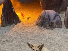 -清迈夜间动物园