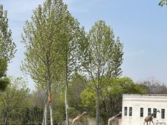 -合肥野生动物园