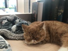 -瞄一喵猫咖(格力海岸店)