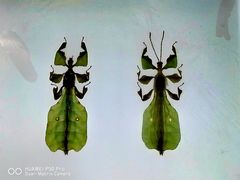 -上海昆虫博物馆