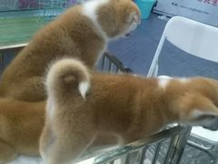 -东浩兰生上海世博展览馆