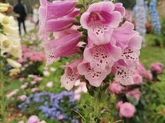 -深圳国际园林花卉博览园