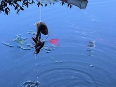 -同銮特种养殖场·龙虾垂钓