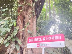 -呀诺达热带雨林