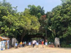 -西双版纳原始森林公园