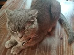 -猫色咖啡·猫咖