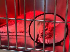 -御宝贝·A梦猫科宠物医院(国际猫友好医院)