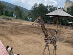 -大连森林动物园