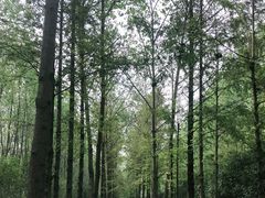 -合肥滨湖国家森林公园