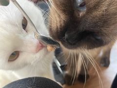 -Heymao猫咖.咖啡厅(东门店)