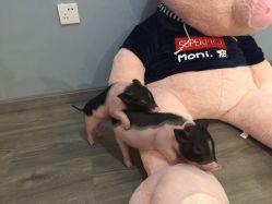 -Moni星球萌宠·小马宝莉·灵蛇·高端高阶全萌宠互动体验俱乐部(红豆国际广场店)