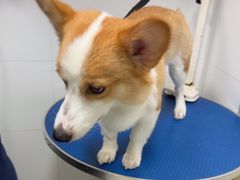 -瑞鹏·疫苗·绝育·宠物医院(广九店)