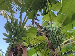 -云溪植物园