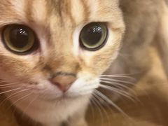 -Let's go狗咖·猫咖·奶狗·桌游(春熙路IFS店)