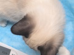 -瑞派·关忠动物医院·猫专科·犬专科(三环新城店)