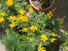 -中环花鸟鱼虫市场