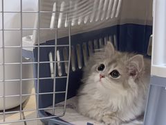 -猫十亿·布偶金渐层·曼基康矮脚猫舍(青年路店)