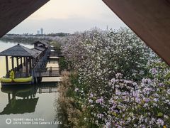 -荔湾湖公园