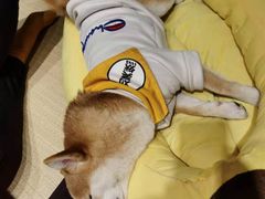 -逗柴咖啡屋·狗咖猫咖宠物桌游