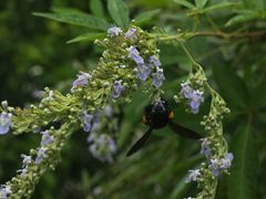 -苏家围·东江画廊旅游景区