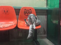 -猫咪博物馆(顶澳仔猫街店)