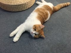 -喵的天空名猫咖啡馆·撸猫·猫舍·用品