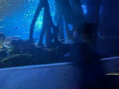 -太平洋海底世界