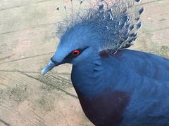 -清迈夜间动物园