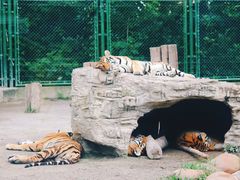 -上海野生动物园
