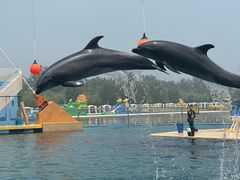 -秦皇岛乐岛海洋王国