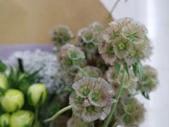 -双季花艺园艺市场(浦东店)